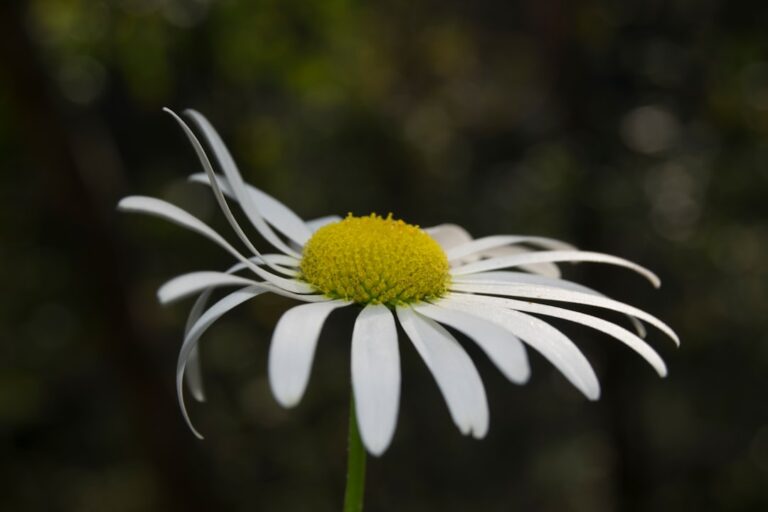 A single white flower with a yellow center