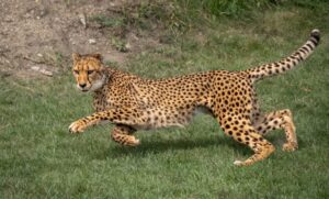 A cheetah running across grassy terrain