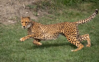 A cheetah running across grassy terrain