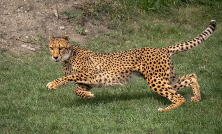 A cheetah running across grassy terrain